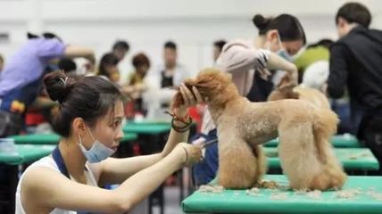 貓咪咖啡館、'云養貓'……寵物經濟為何火熱？